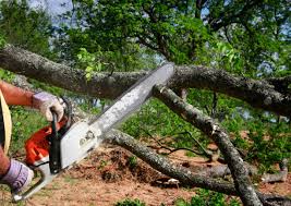 How Our Tree Care Process Works  in  Fowler, CA