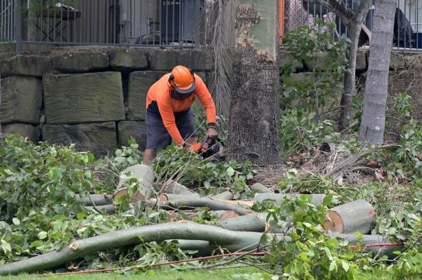 Reliable Fowler, CA Tree Removal Solutions